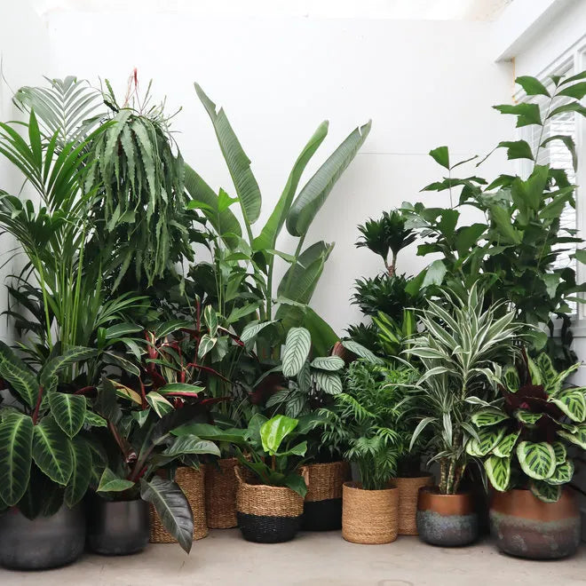 Large Plants