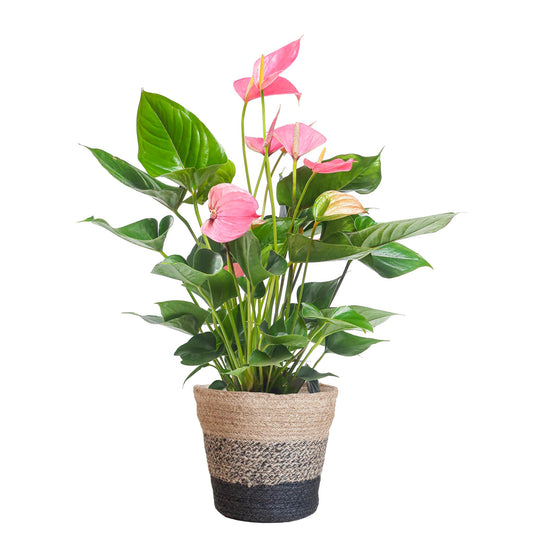 Anthurium Pink Explosion with black basket - 55cm - Ø17