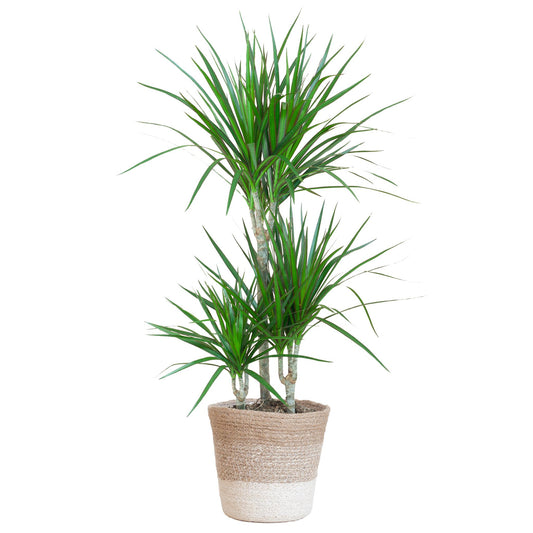 Dracaena Marginata  - 95 cm - Ø21