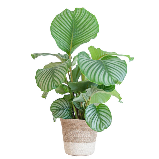 Calathea Orbifolia  - 65cm - Ø19